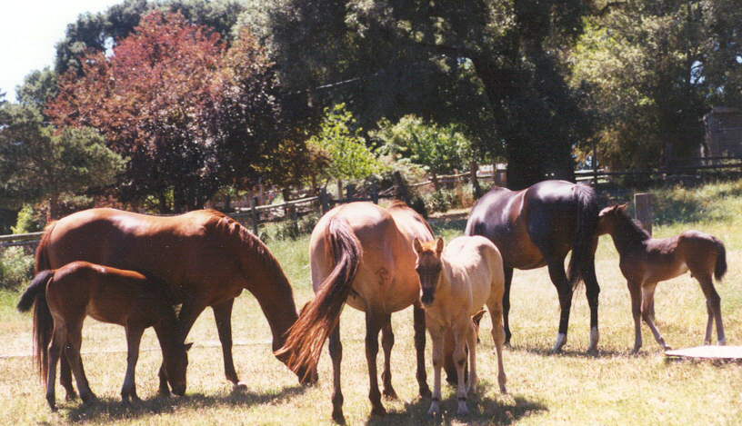 broodmares