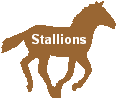 stallions button