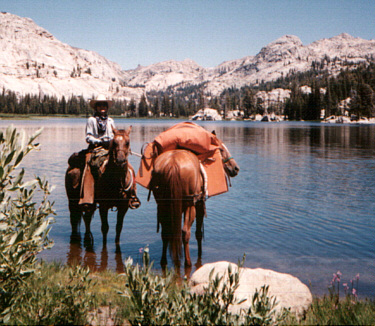 pack horse