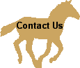 contact us button