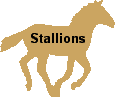 stallions button