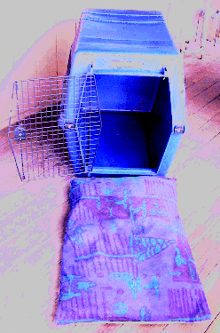 dog bed & crate