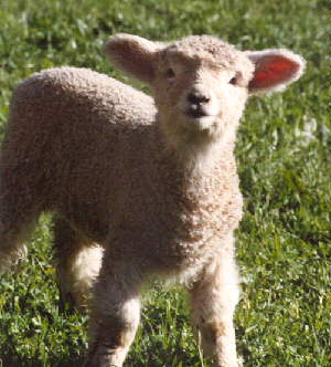 lamb