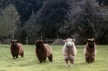 Romney Sheep